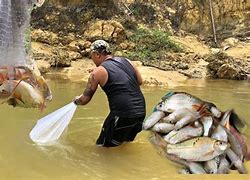 Mimpi Menjala Ikan Di Sungai Dapat Banyak